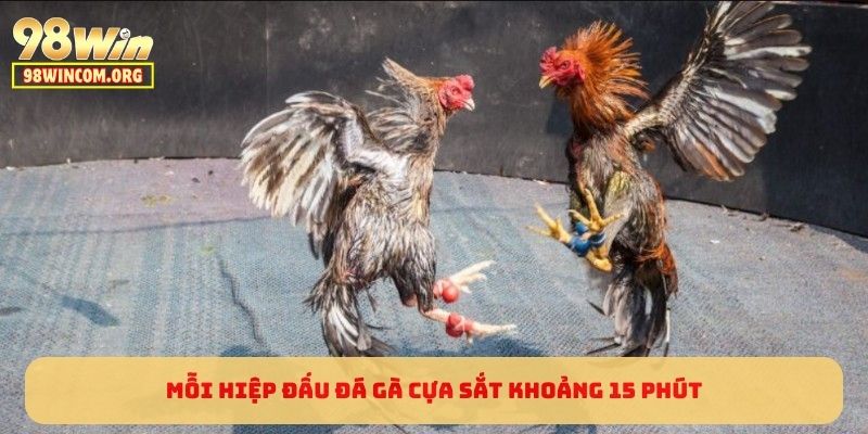 Mỗi hiệp đấu đá gà cựa sắt khoảng 15 phút